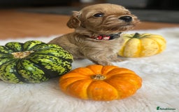 Cavapoo dogs for sale: Toy Cavapoo Puppies - Image 1