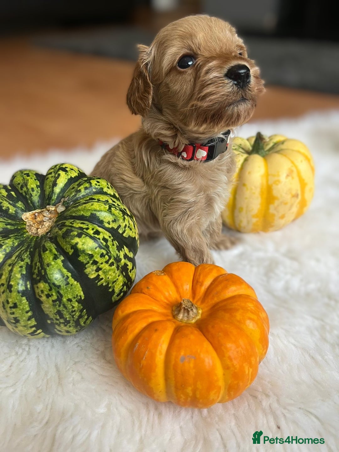 Cavapoo dogs for sale: Toy Cavapoo Puppies - Image 1