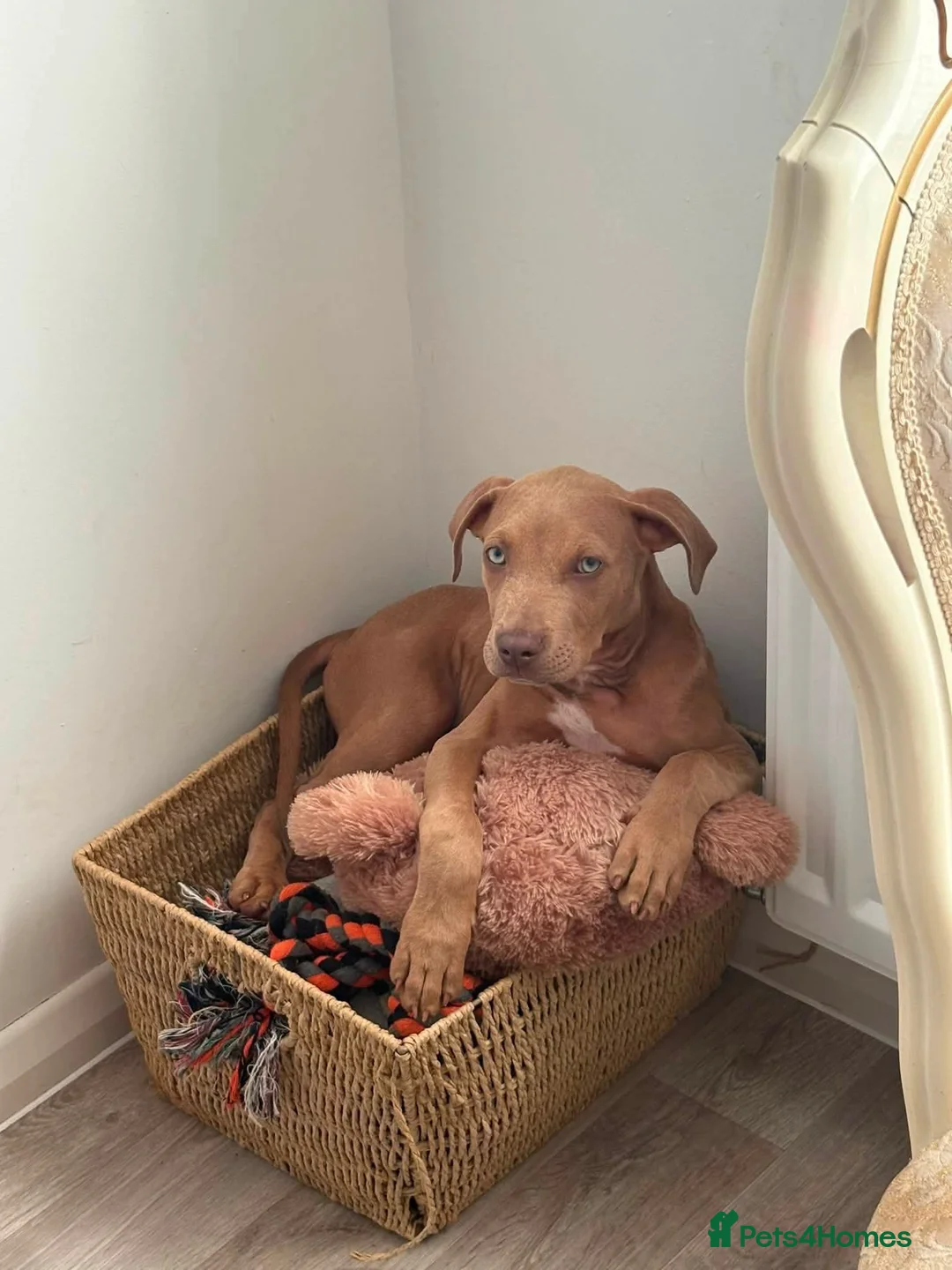 American Bull Staffy dogs for sale: Ronnie - Advert 2