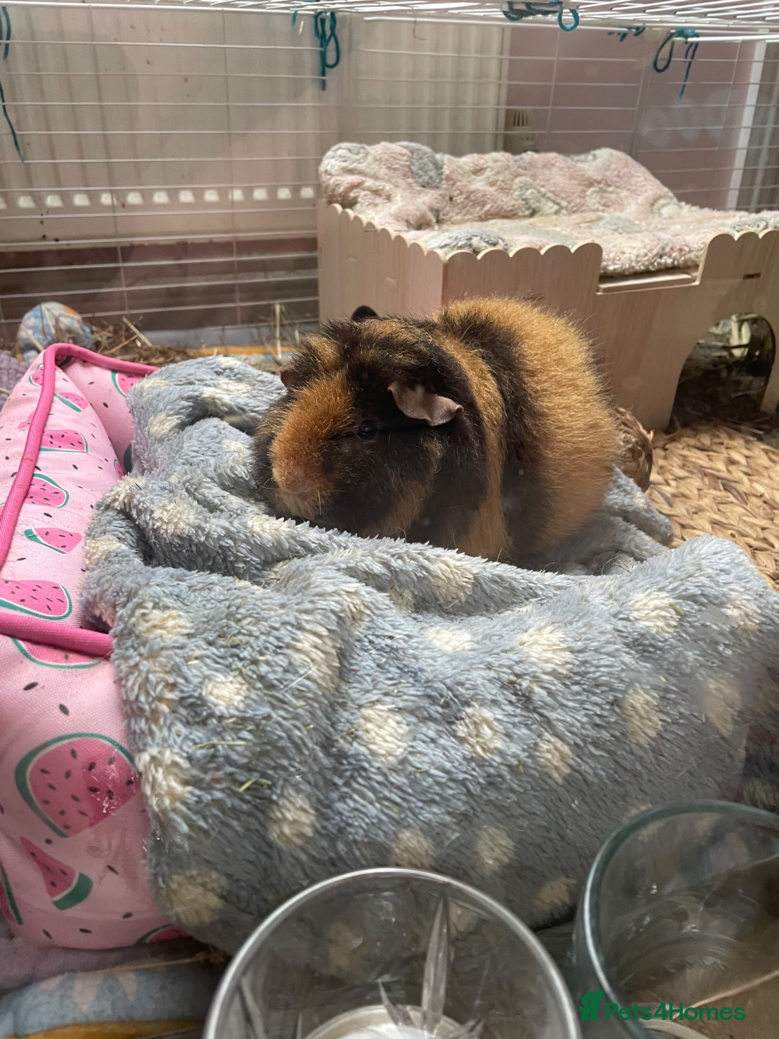 Guinea Pig rodents Single male guinea pig for sale  - Advert 1