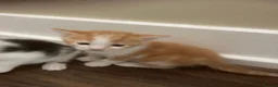 Mixed Breed cats for sale: Kittens for sale - Advert 6