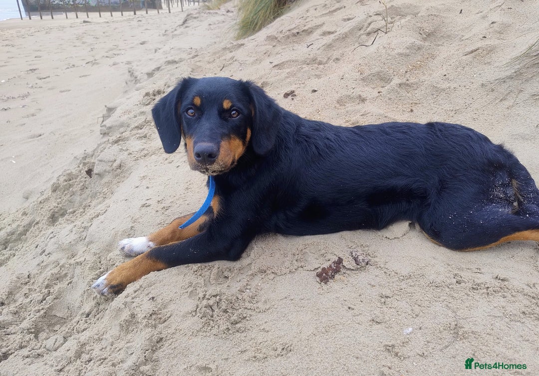 Mixed Breed dogs for sale: Slovak Hound/Border Collie - Advert 1