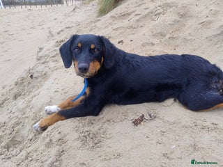 Mixed Breed dogs Slovak Hound/Border Collie - Advert 1