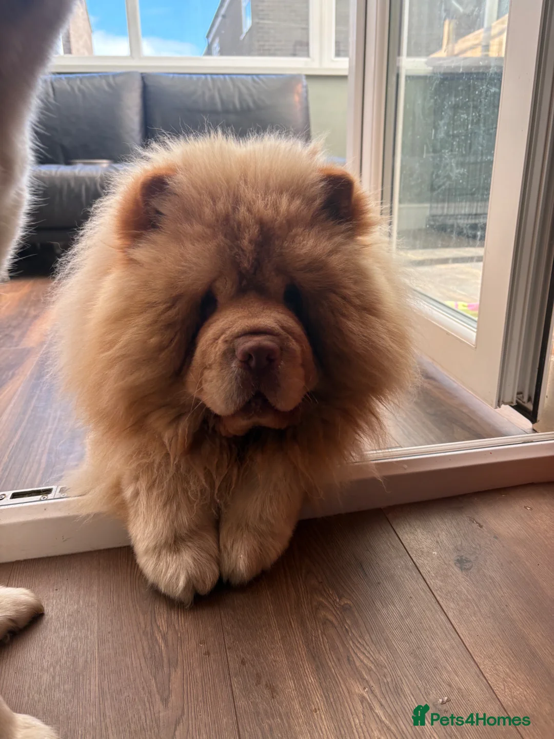 Chow Chow dogs for stud: King Louie - Advert 2