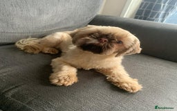 Shih Tzu dogs for sale: Two Female Shihtzu  - Image 6