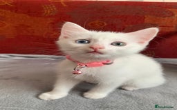 Mixed Breed cats for sale: White Gray and Ragdoll Kittens - Image 8