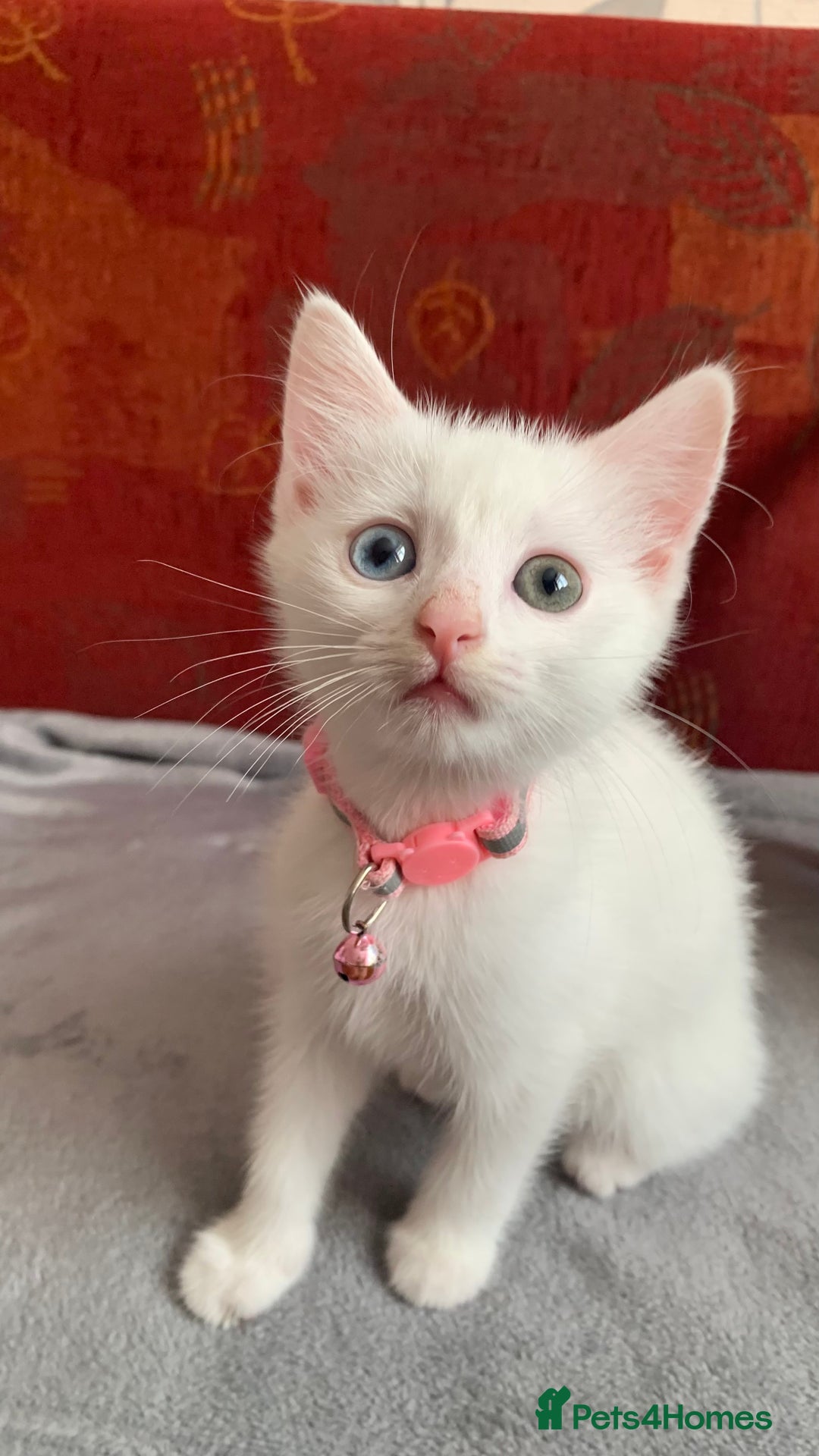 Mixed Breed cats for sale: White Gray and Ragdoll Kittens - Image 8