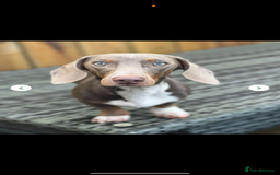 Dachshund dogs for sale: 2 miniature dachshund girls  - Image 4