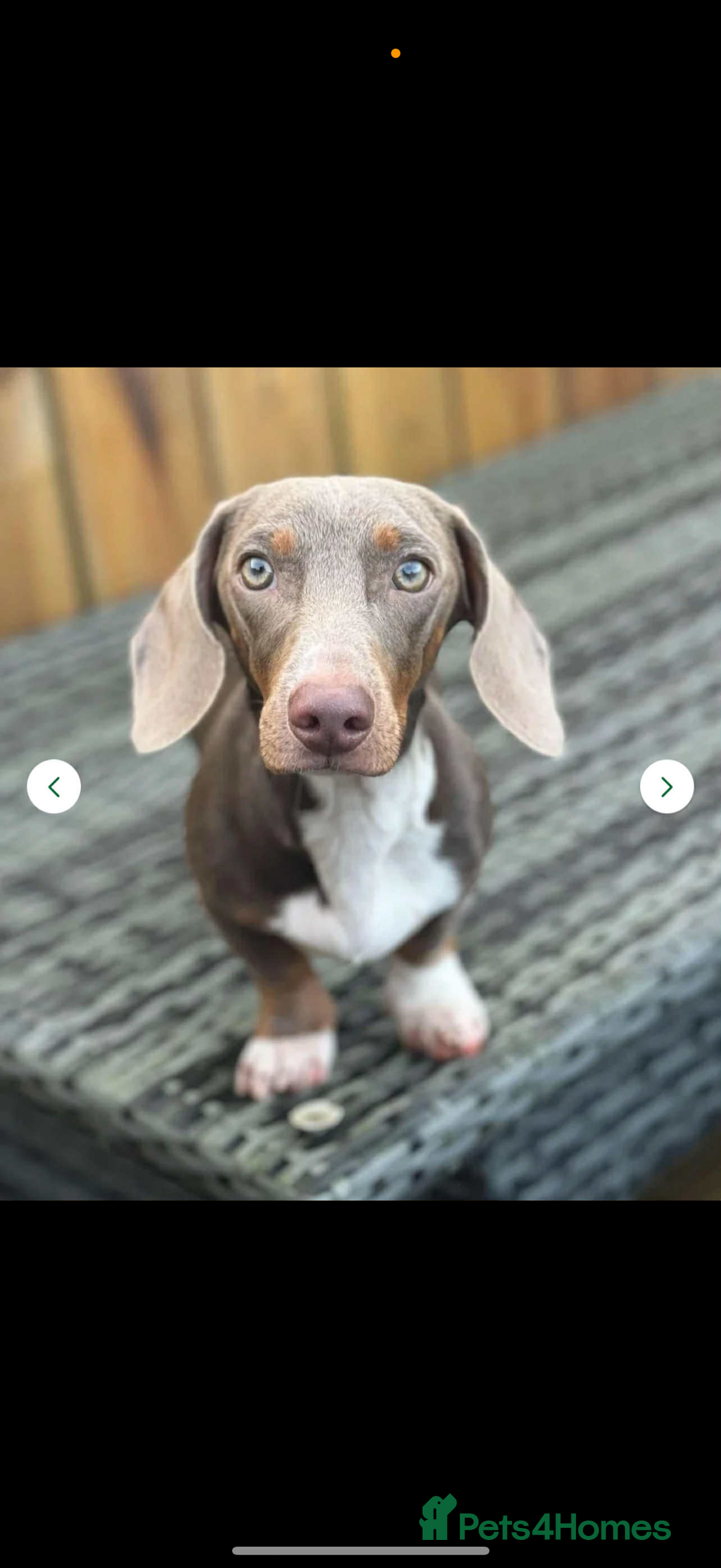 Dachshund dogs for sale: 2 miniature dachshund girls  - Image 4