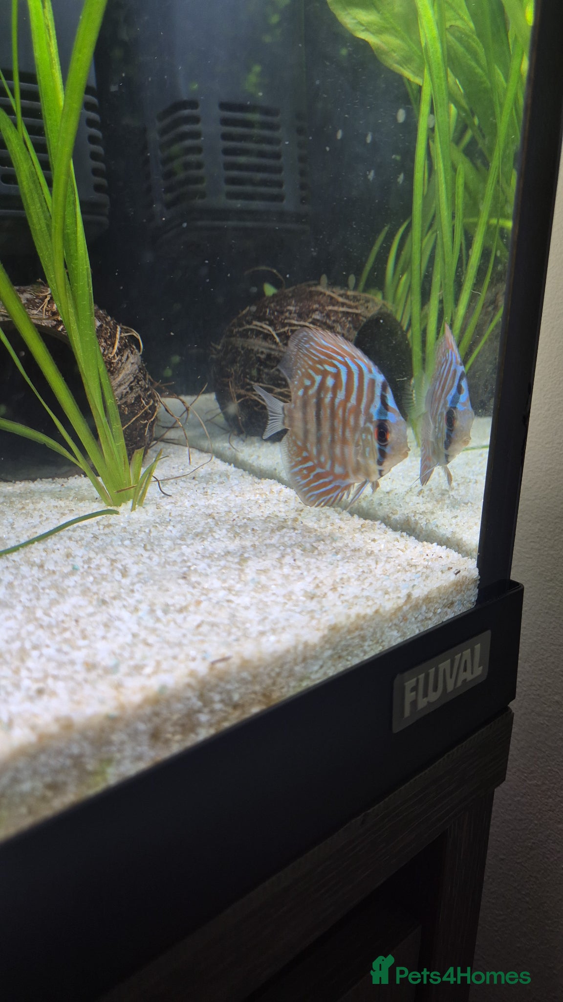 Cichlids fish for sale: Discus - Advert 4