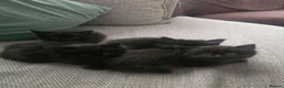 Mixed Breed cats for sale: 4 black kittens  for sale  in Weston-super-Mare - Advert 15