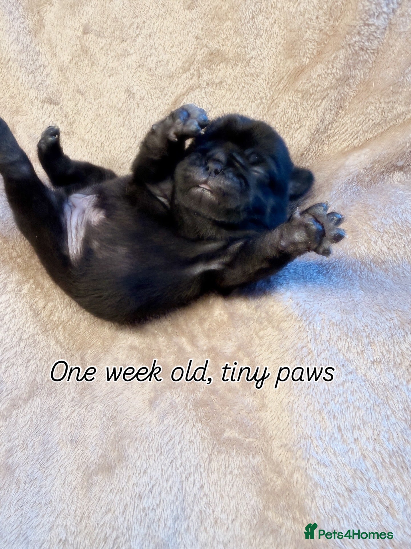 Pug dogs  Stunning Panda Pug Puppies - Excellent Bloodlines - Advert 2