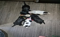 Cocker Spaniel dogs for sale: Cocker spaniel pups ready now!!  - Image 9