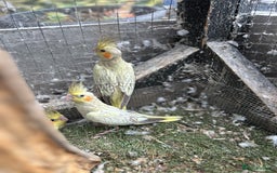 Cockatiels birds for sale: Baby lorrekeet £300 /cockatiels £80 each  - Image 11