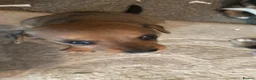 Mixed Breed dogs for sale: 6 beautiful small puppies for sale - Advert 13
