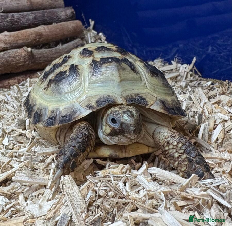 Tortoise reptiles Horsefield Tortoise with enclosure and lamp - Advert 3
