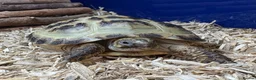Tortoise reptiles for sale: Horsefield Tortoise with enclosure and lamp in Wakefield - Advert 1