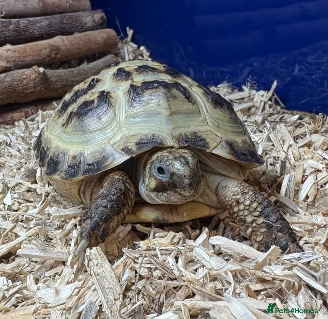 Tortoise reptiles for sale: Horsefield Tortoise with enclosure and lamp in Wakefield - Advert 1