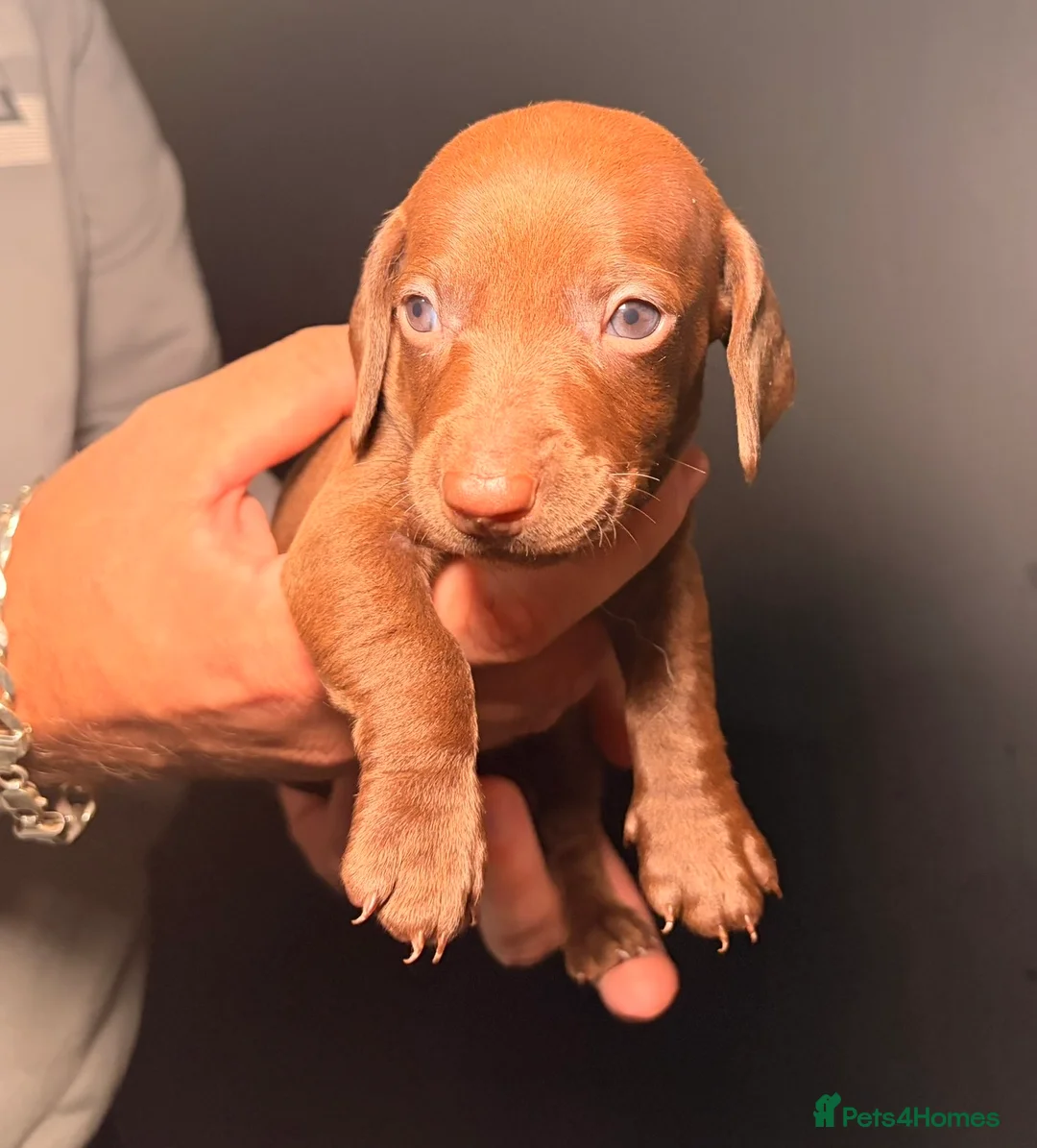 Miniature Dachshund dogs for sale: KC Registered Miniature Dachshund Puppies - Advert 2