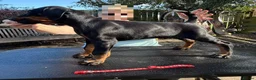 Dobermann dogs for sale: Stunning KC reg Doberman puppies  - Advert 19