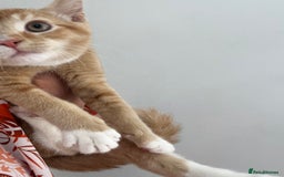 Bengal cats for sale: Cat no longer wanted  - Image 5