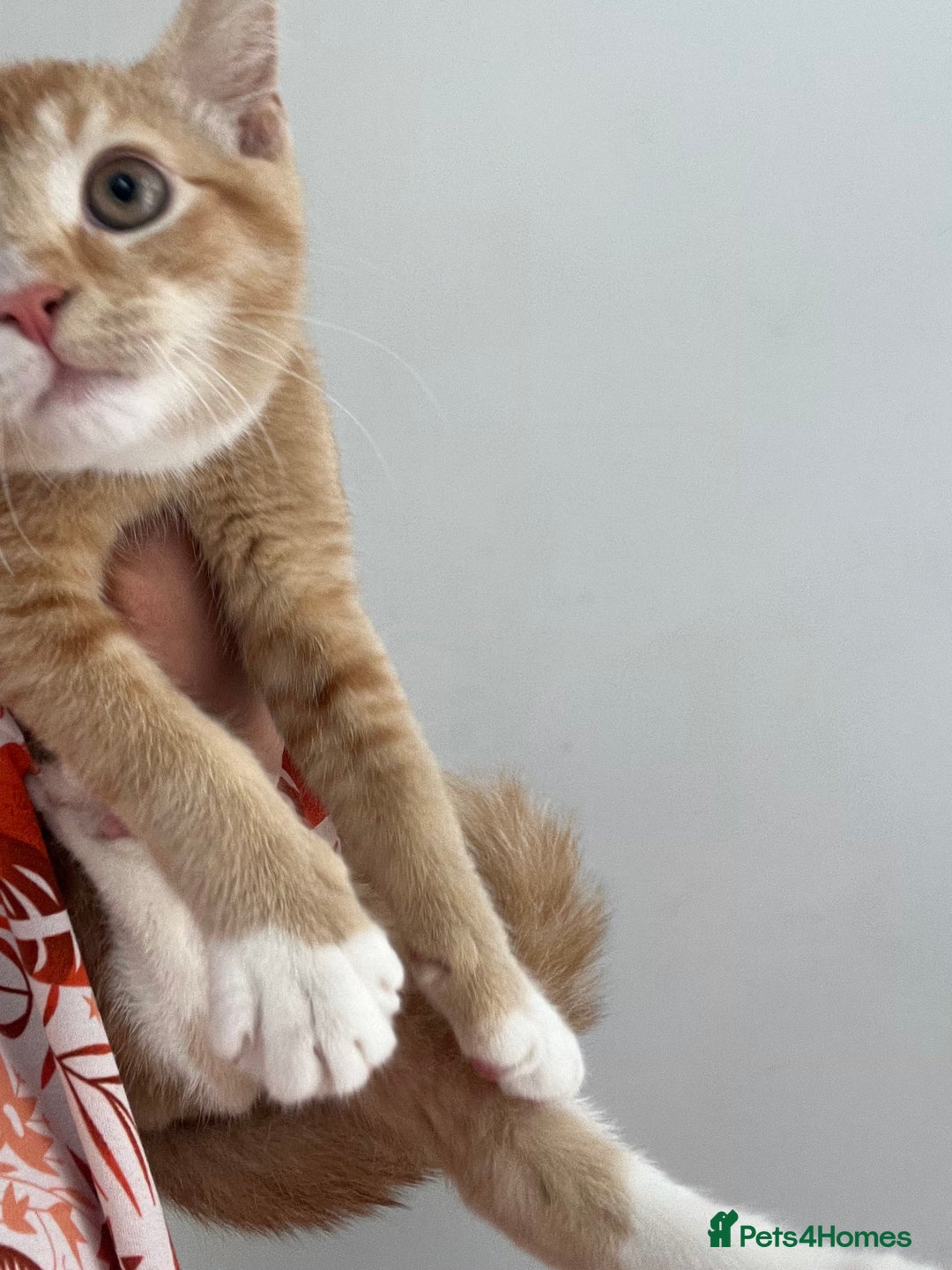 Bengal cats for sale: Cat no longer wanted  - Image 5