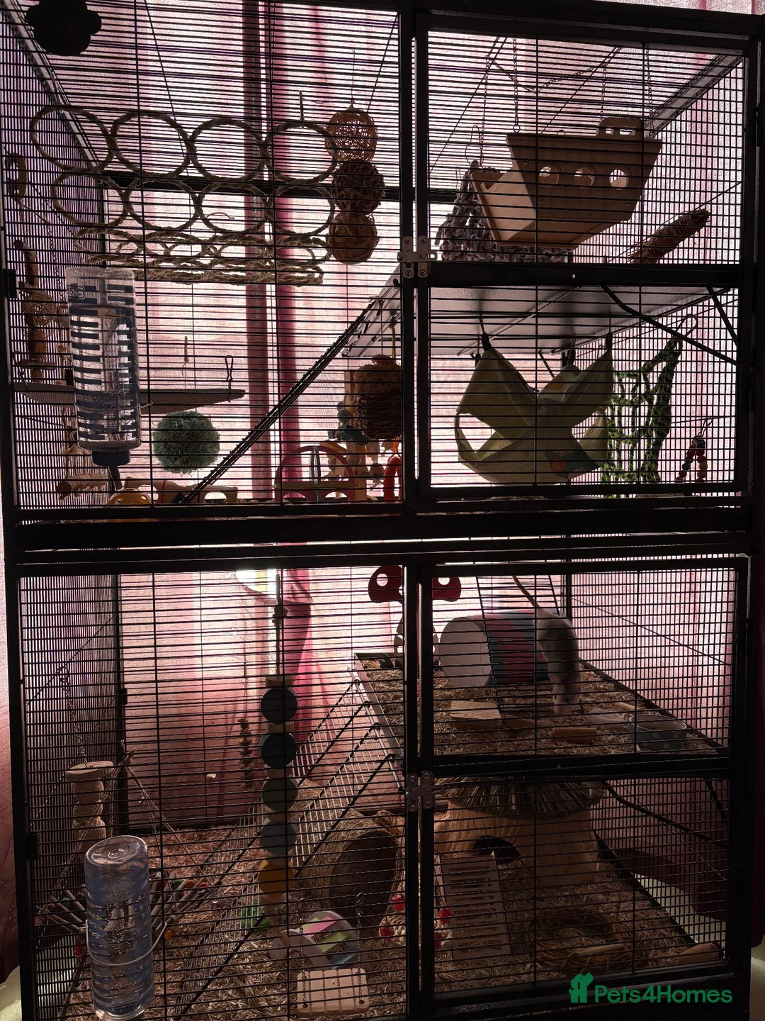 Rat rodents for sale: 2 male dumbo rats  in Filey - Advert 3