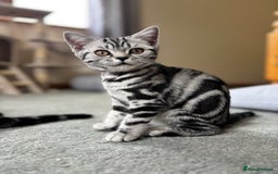 British Shorthair cats for sale: ❤️❤️ GORGEOUS SILVER TABBY BSH GCCF ❤️❤️ - Image 11