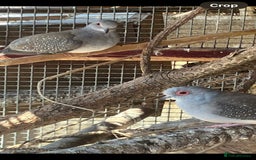 Doves birds for sale: Diamond doves for sale 2025 bred  - Image 6