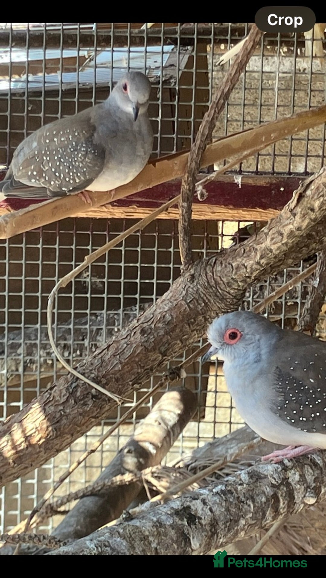 Doves birds for sale: Diamond doves for sale 2025 bred  - Image 6