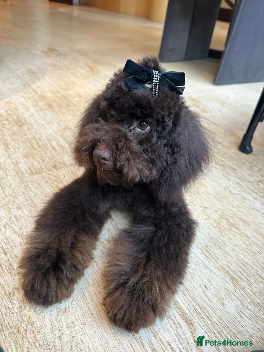 Toy Poodle dogs for stud: Stunning KC None fading Chocolate Phantom stud in Rickmansworth - Advert 12