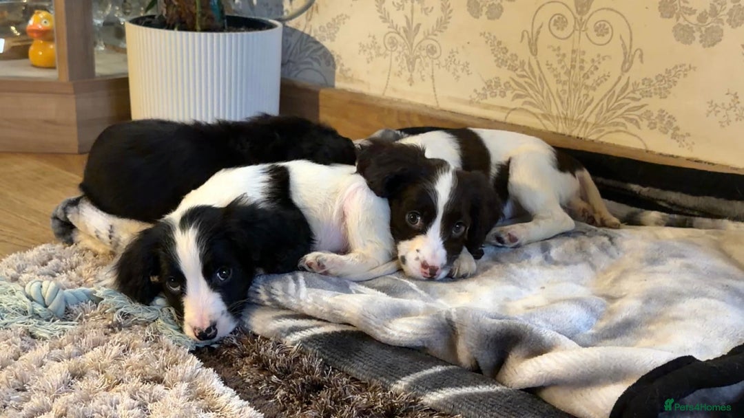 Cocker Spaniel dogs for sale: Cocker Spaniel Merle Puppies  - Advert 9