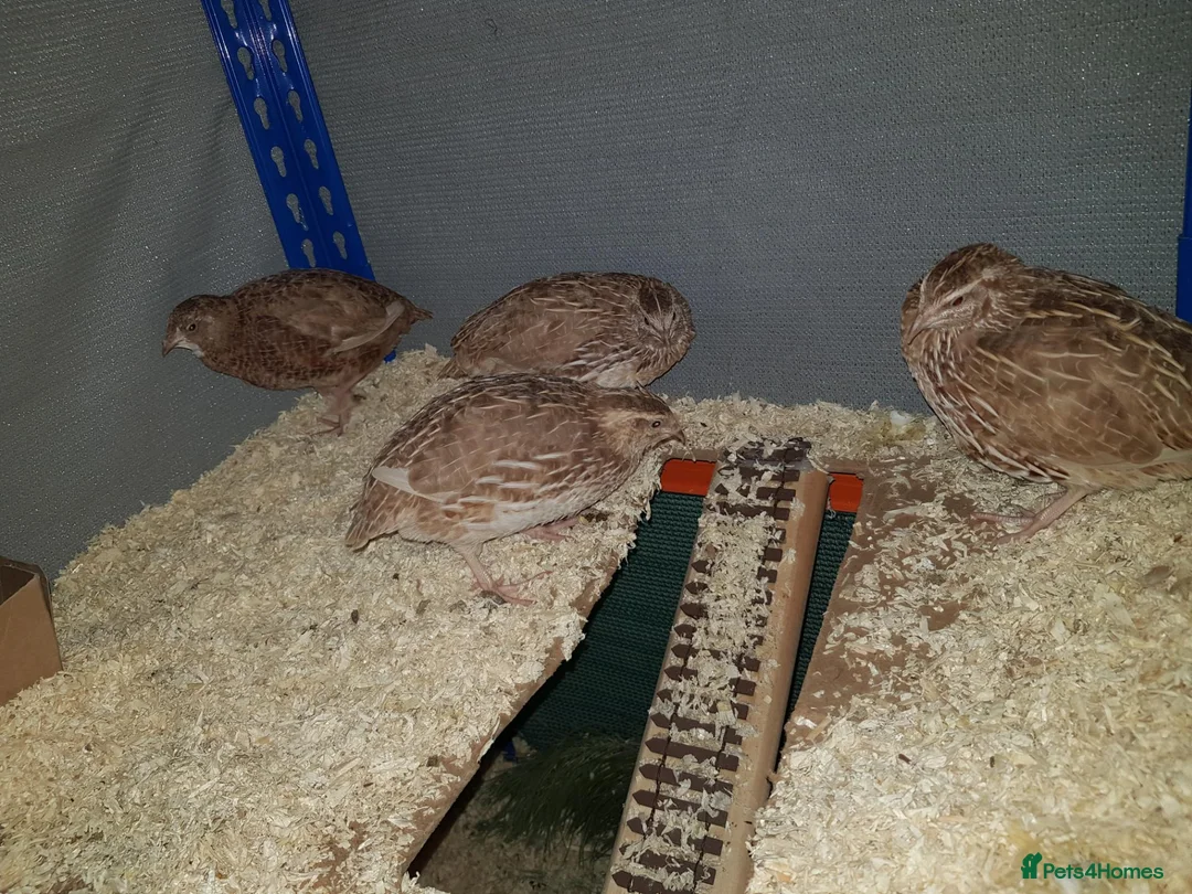 Quail poultry for sale: X3 Male quail for sale  - Advert 2