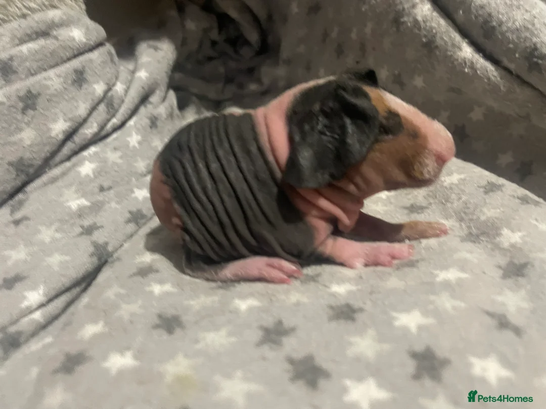 Guinea Pig rodents for sale: Female tri skinny pigs - Advert 2