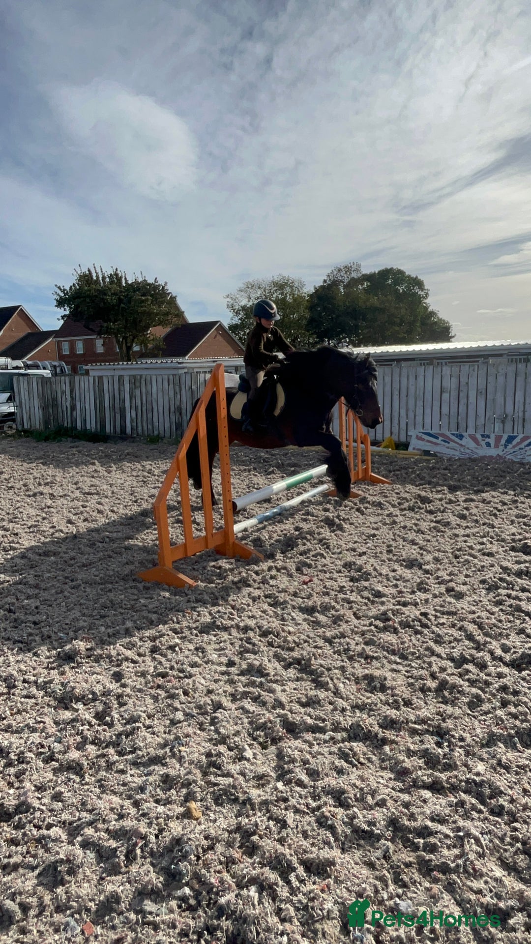 Fell horses for sale: Basil 13.2 registered fell gelding  - Image 8