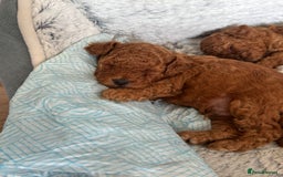 Toy Poodle dogs for sale: Pocket-Sized Love&Personality: Meet Our Toy Poodle - Image 7