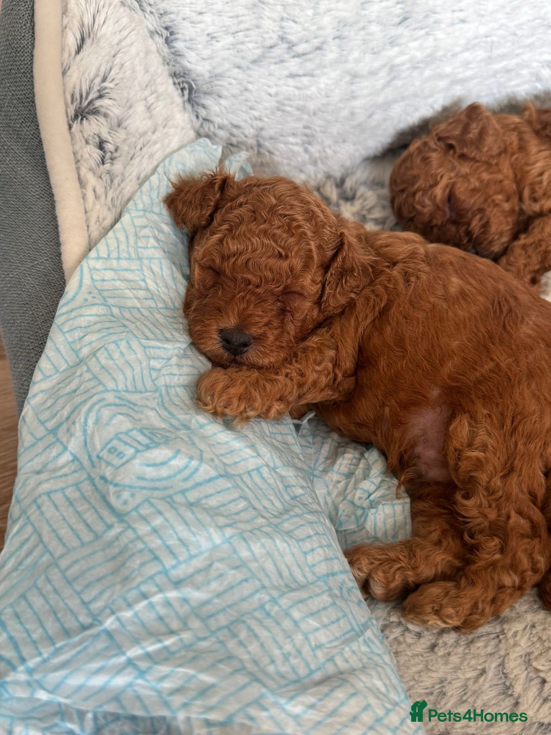 Toy Poodle dogs for sale: Pocket-Sized Love&Personality: Meet Our Toy Poodle - Image 7