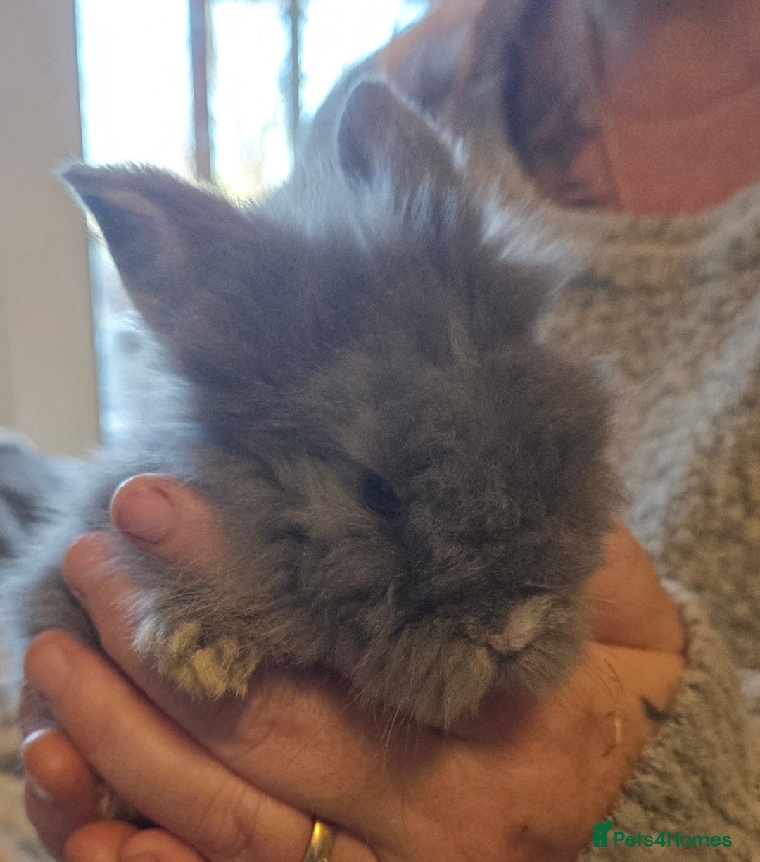 Mini Lion Lop rabbits for sale:  Male teddywidder bunnies  - Advert 17
