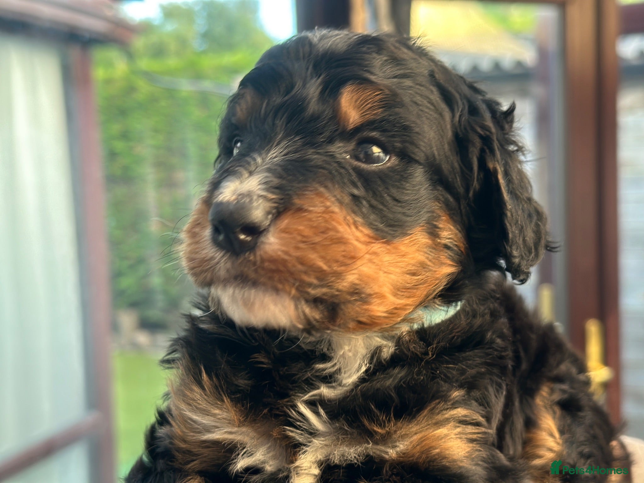 Bernedoodle dogs standard F1 Bernadoodles 2 reserved  - Advert 1