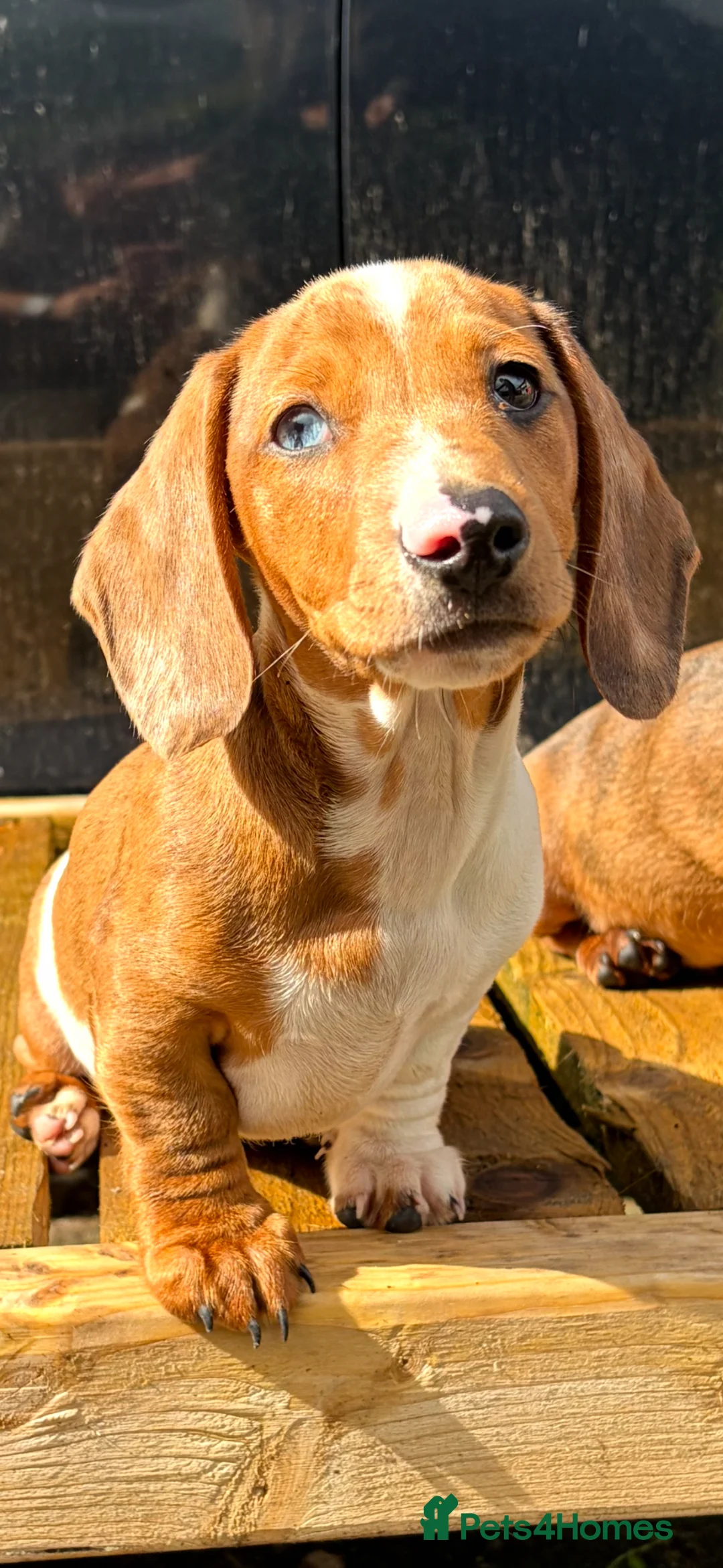 Miniature Dachshund dogs for sale: Miniature dachshund boys 🐾 - Advert 1
