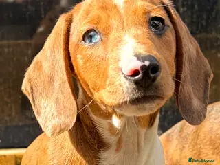 Miniature Dachshund dogs for sale: Miniature dachshund boys 🐾 - Advert 1