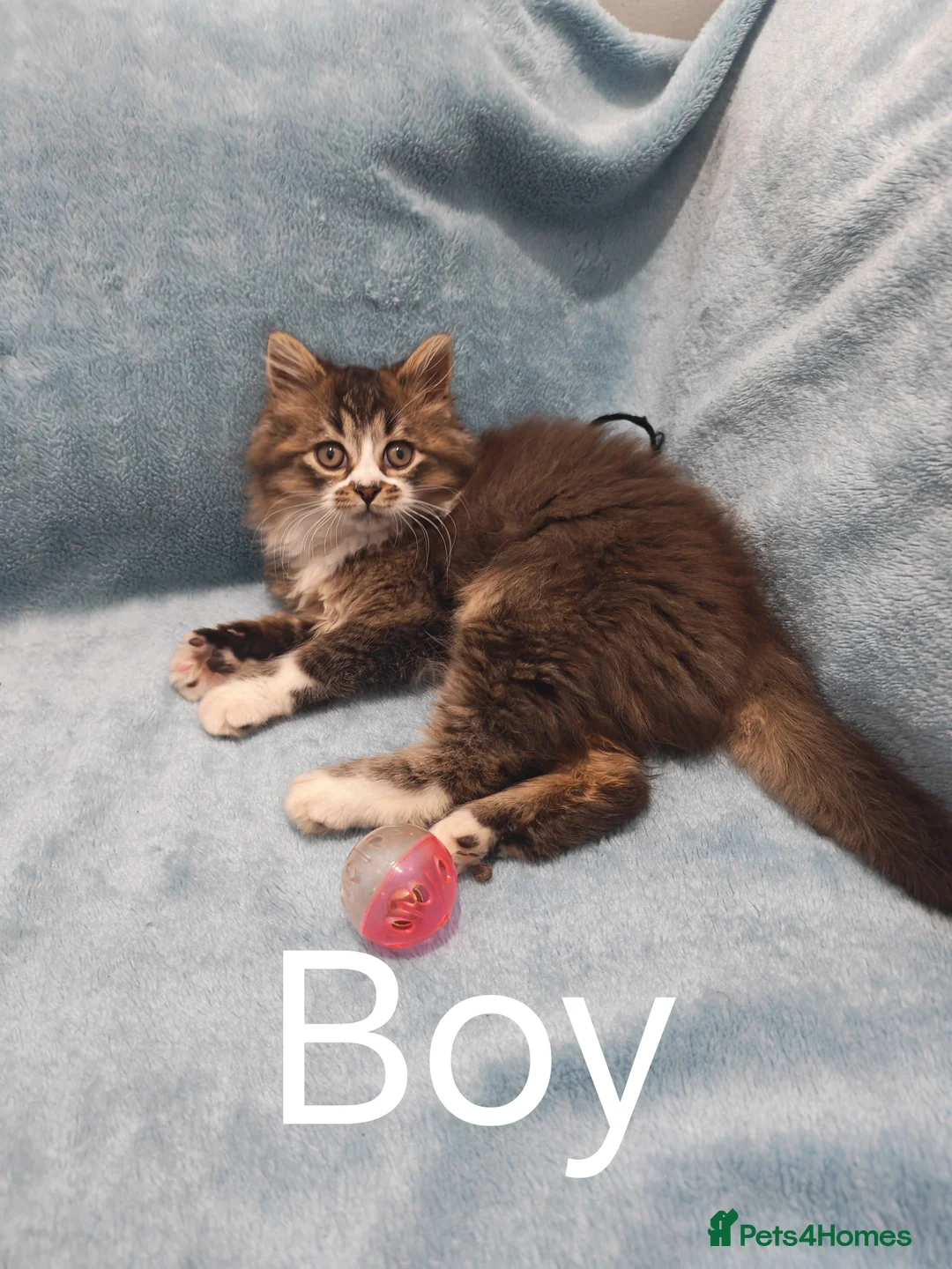 Mixed Breed cats for sale: Sccotis flod & Fluffy kittens VIDEOS - Advert 30