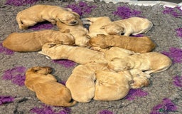 Goldendoodle dogs for sale: Gorgeous F1 Golden Doodles ❤️ - Advert 13