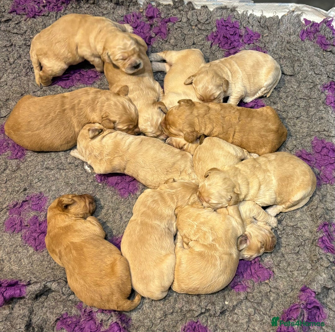 Goldendoodle dogs for sale: Gorgeous F1 Golden Doodles ❤️ - Advert 13