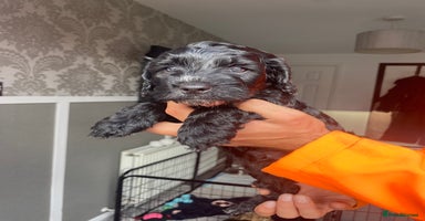 Cockapoo dogs - Advert 4
