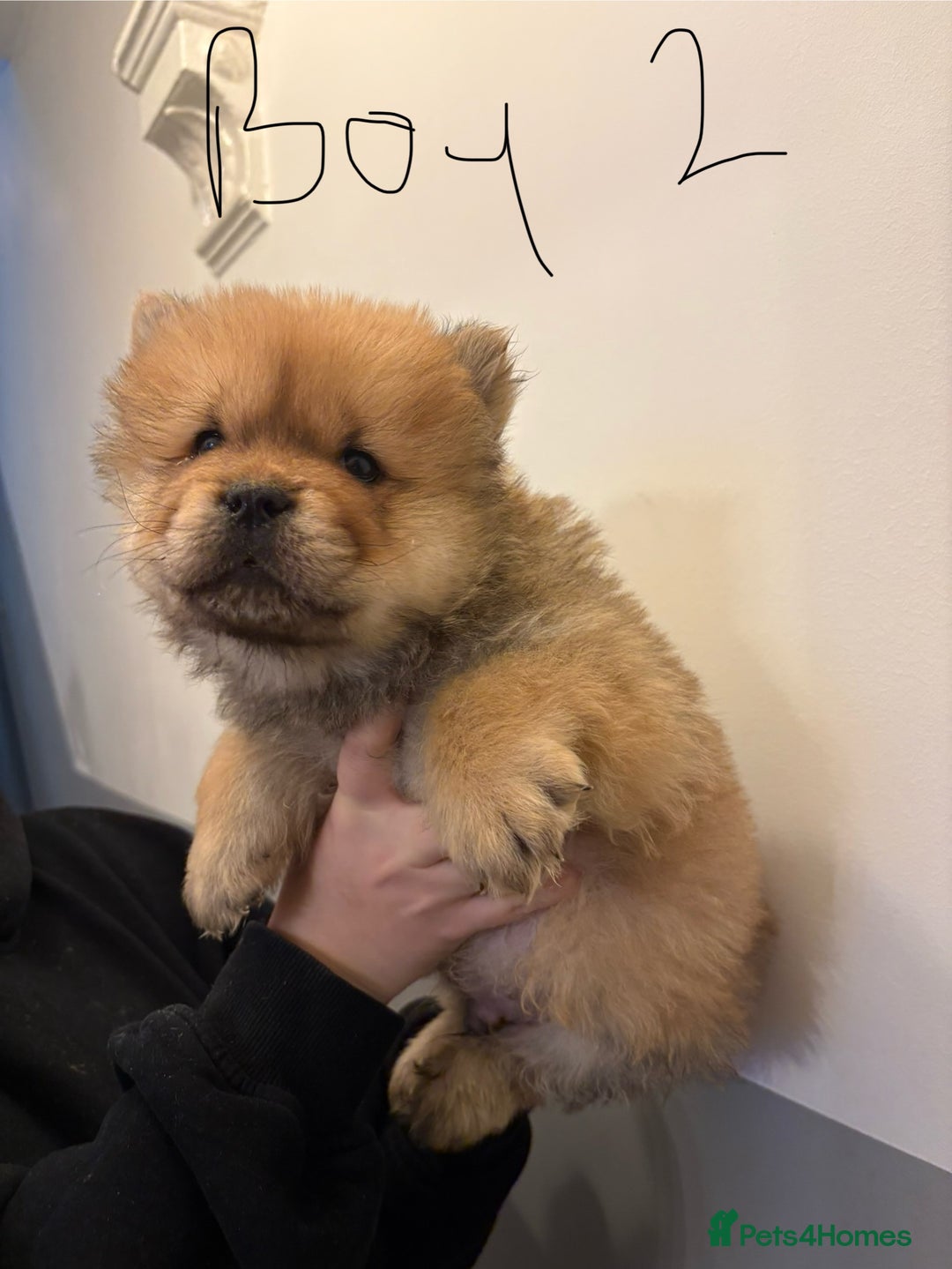 Chow Chow dogs for sale:  🐾 Exclusive Chow Chow Puppies  - Advert 22