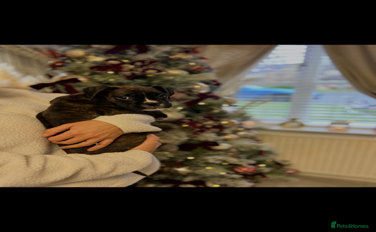 Boxer dogs 2 Brindle Girls Left Kc Boxer Puppies - Advert 2