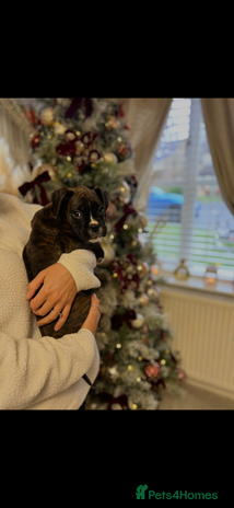 Boxer dogs 2 Brindle Girls Left Kc Boxer Puppies - Advert 2