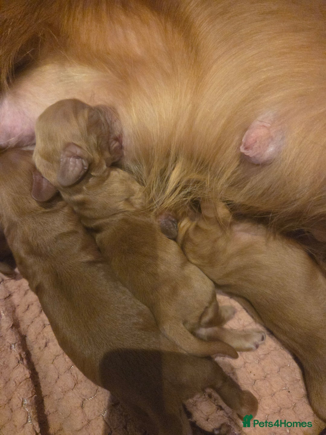 Cocker Spaniel dogs for sale: Beautiful cocker spaniel pups  - Image 5