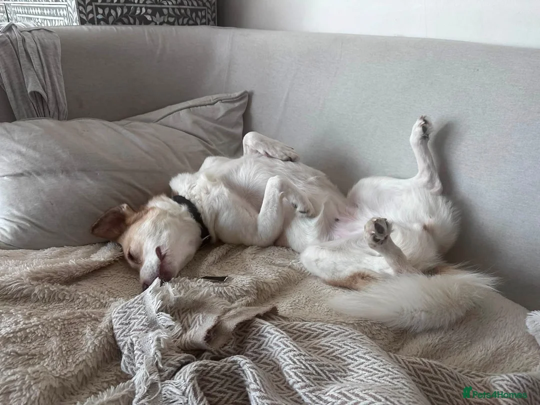 Jack Russell dogs for sale: Jack Russell/Parson Russell-type mix in London - Advert 5